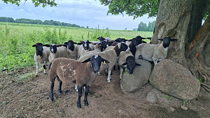 Müüa lihajäärad (2 foto / 3)