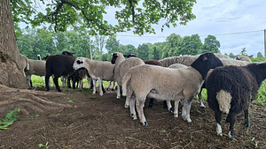 Müüa lihajäärad (3 foto / 3)