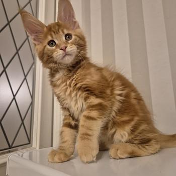 Mainecoon