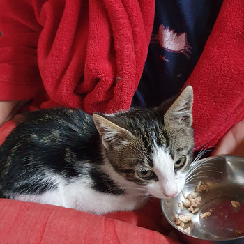 Котята