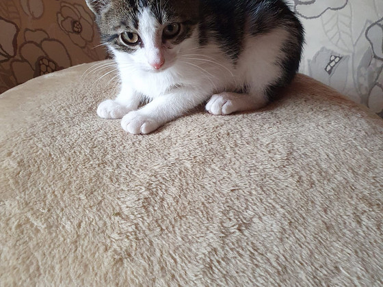 Котенок-мальчик