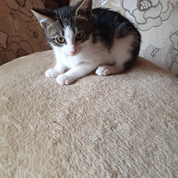 Котенок-мальчик