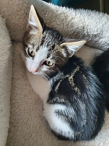 Котенок-мальчик (2 фото из 2)