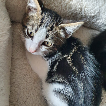 Kassipojad