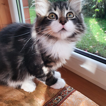 Котенок-