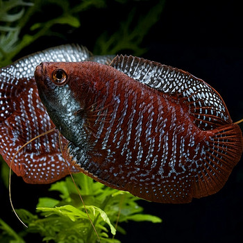 Kääbusgurrami red (chocolate), blue (sky blue)