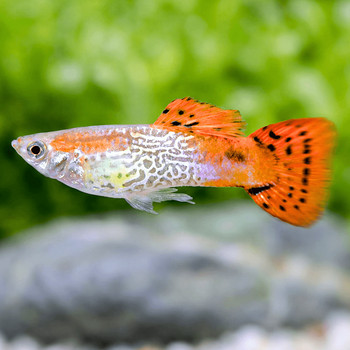 Red snakeskin guppy