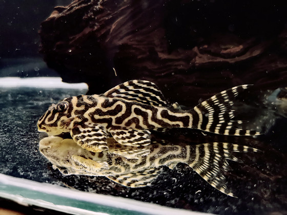 Hypancistrus