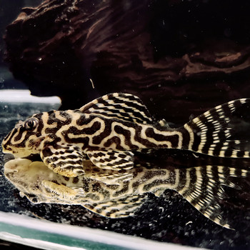 Hypancistrus
