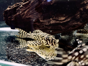 Hypancistrus (2 фото из 9)