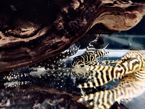 Hypancistrus (5 фото из 9)