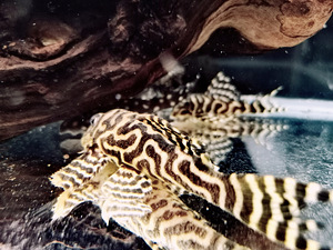 Hypancistrus (8 фото из 9)