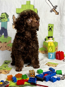 Toy puudel (3 foto / 3)