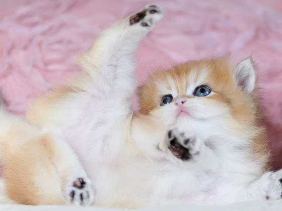 GOLDEN британский котёнок