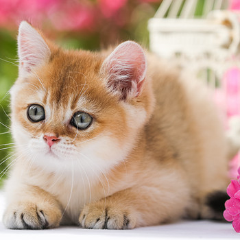 GOLDEN британский котёнок