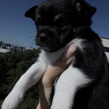 chihuahua