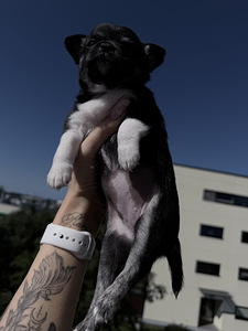 chihuahua (3 foto / 5)