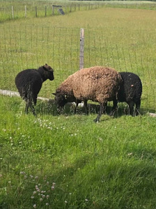 Lambaliha müük (1 foto / 2)
