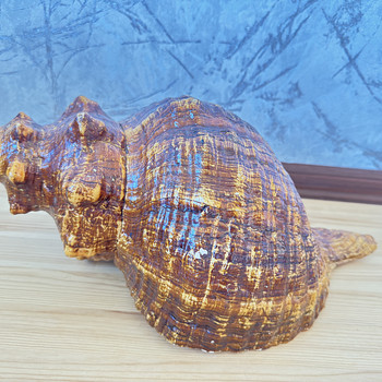 Ракушка
