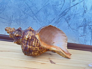 Merikarp (3 foto / 4)