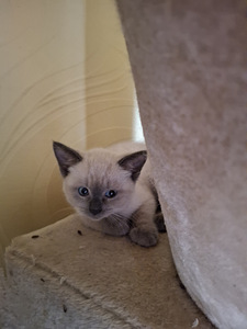 Siiami kassi kassipojad (1 foto / 3)