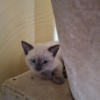 Siiami kassi kassipojad