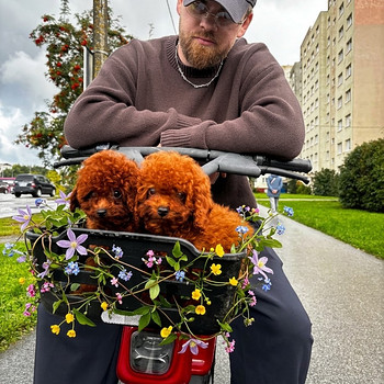 Той Пудель