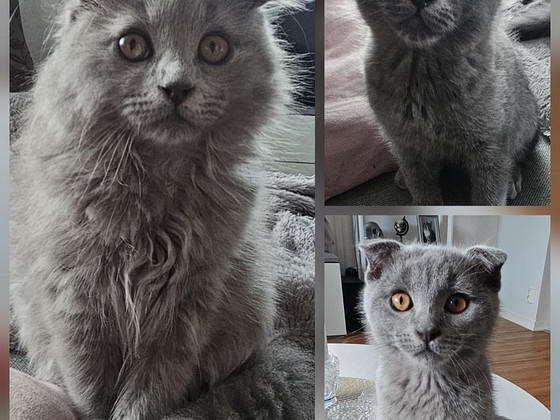 3 pentua loppuelämän kotiin