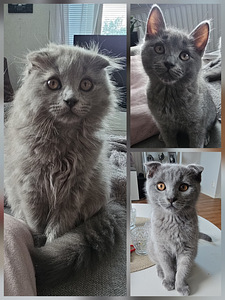 3 pentua loppuelämän kotiin (1 valokuva sivusta 2)
