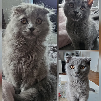 3 pentua loppuelämän kotiin