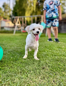 1.5a Emane Maltese (1 foto / 5)