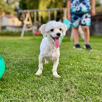 1.5a Emane Maltese