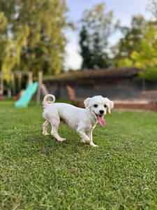 1.5a Emane Maltese (2 foto / 5)