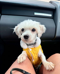 1.5a Emane Maltese (3 foto / 5)