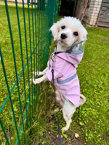 1.5a Emane Maltese (4 foto / 5)