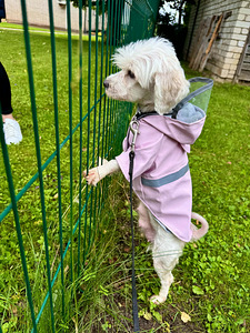 1.5a Emane Maltese (5 foto / 5)