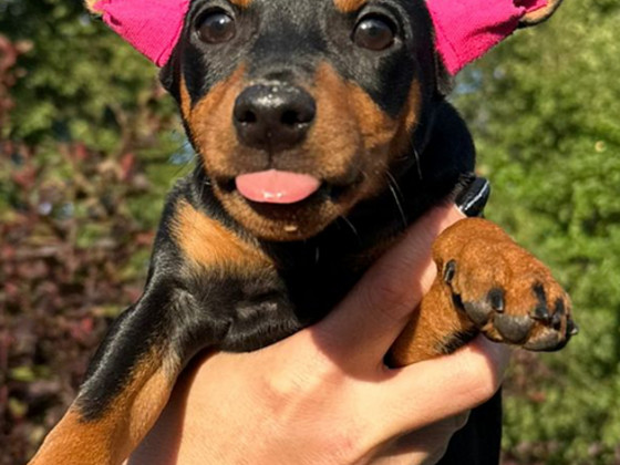 Kääbuspinser/ miniature pinscher/ zwergpinscher kutsikad