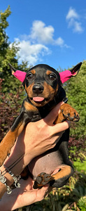 Карликовый пинчер / miniature pinscher / zwergpinscher щенки (1 фото из 8)