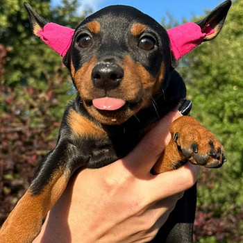 Kääbuspinser/ miniature pinscher/ zwergpinscher kutsikad