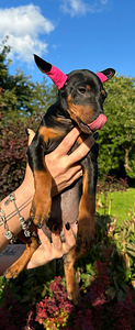 Карликовый пинчер / miniature pinscher / zwergpinscher щенки (3 фото из 8)