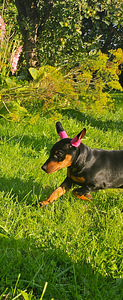 Карликовый пинчер / miniature pinscher / zwergpinscher щенки (4 фото из 8)