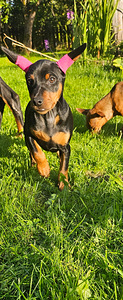 Карликовый пинчер / miniature pinscher / zwergpinscher щенки (5 фото из 8)