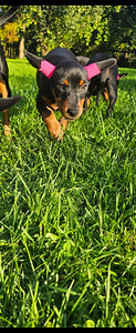 Карликовый пинчер / miniature pinscher / zwergpinscher щенки (6 фото из 8)