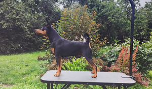 Карликовый пинчер / miniature pinscher / zwergpinscher щенки (2 фото из 8)