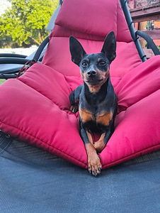 Карликовый пинчер / miniature pinscher / zwergpinscher щенки (7 фото из 8)
