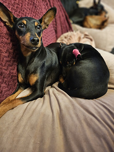 Карликовый пинчер / miniature pinscher / zwergpinscher щенки (8 фото из 8)