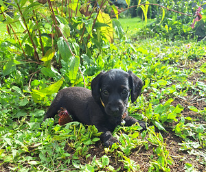 Müüa doxi'poo kutsikad (1 foto / 6)