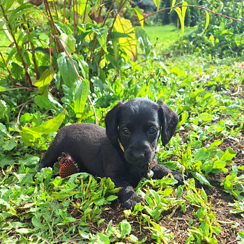 Müüa doxi'poo kutsikad