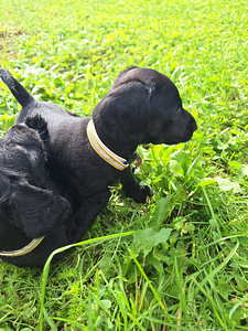 Müüa doxi'poo kutsikad (3 foto / 6)