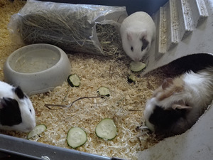 Meriseaema kahe lapsega, saavad hästi läbi (2 фото из 2)